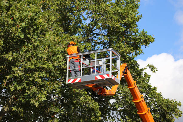 Tree and Shrub Care in Irmo, SC