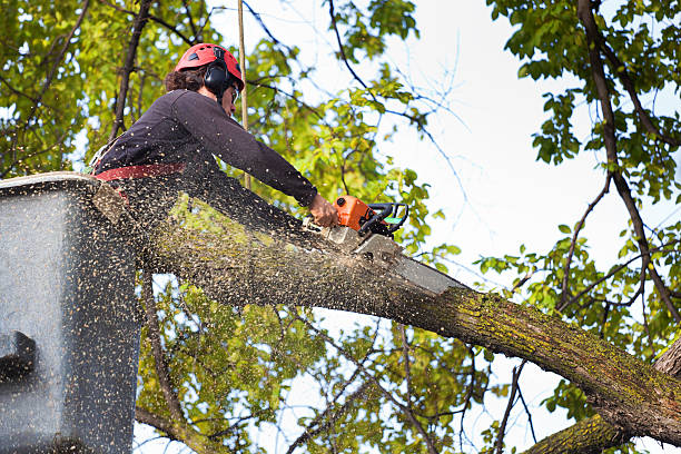 Reliable Irmo, SC Tree Services Solutions